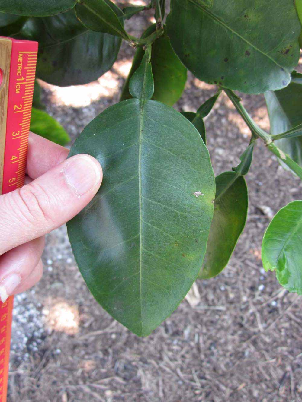            Unifoliolate leaf of  Citrus paradisi          (Isle of Pines, Winter Haven, FL)   